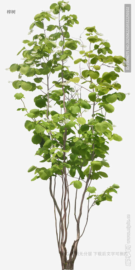 绿叶繁茂的植物植株