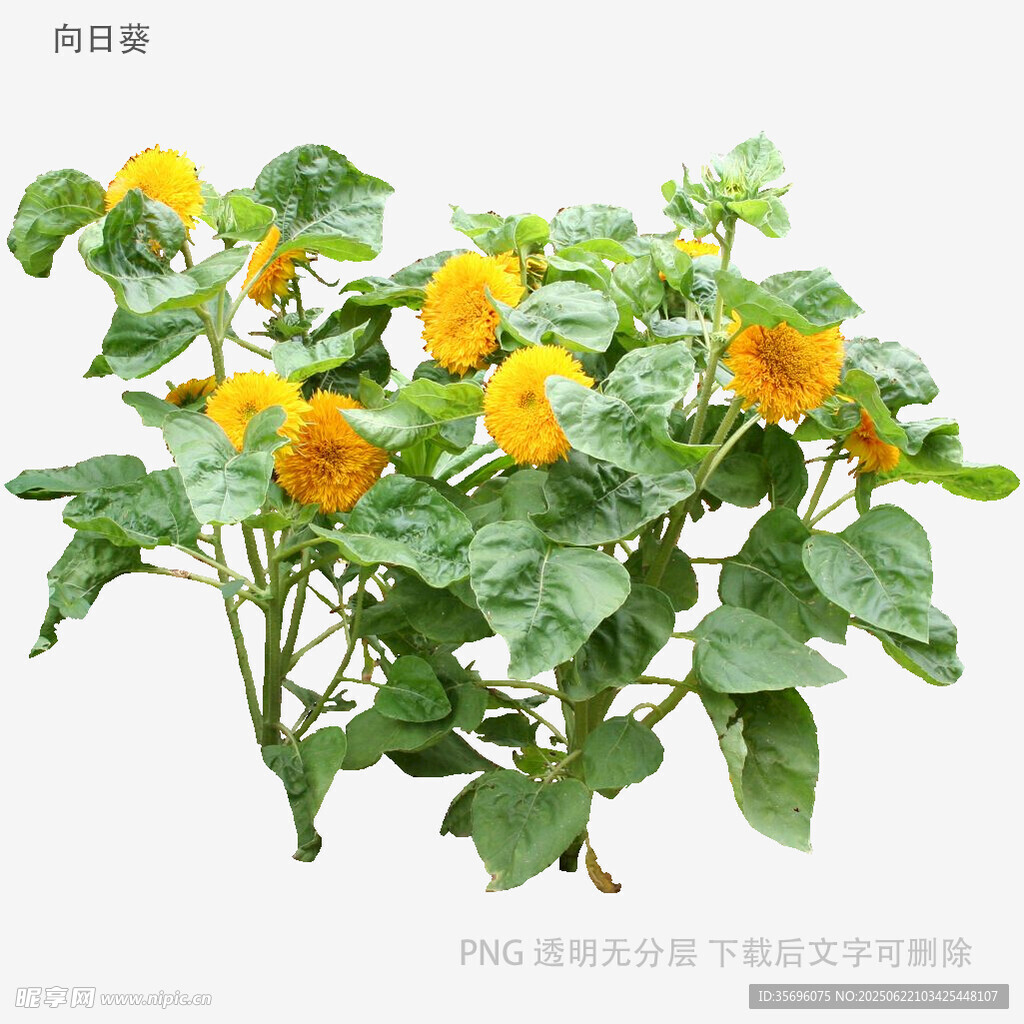 绽放的黄色向日葵植株