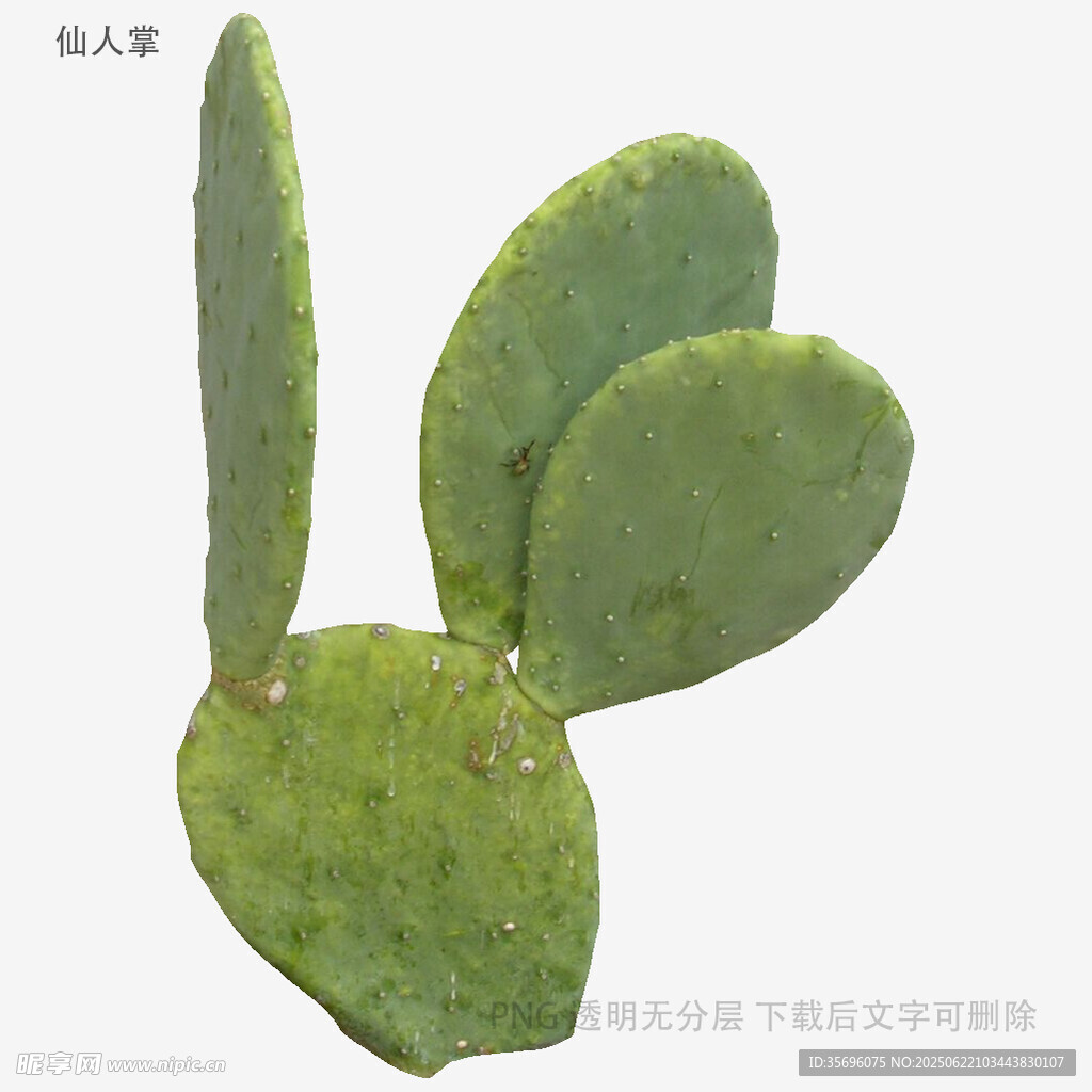 可爱仙人掌造型植物