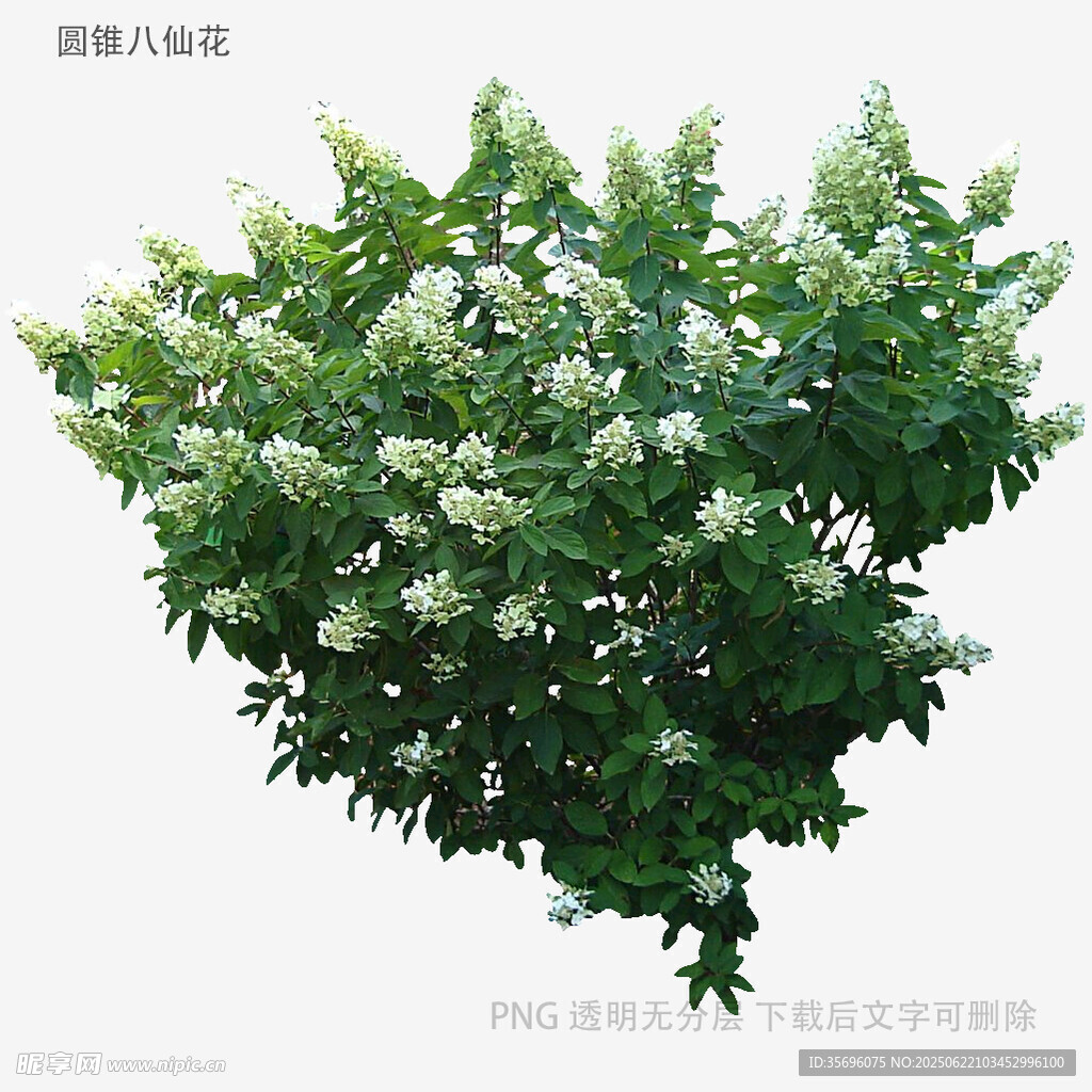 盛开的繁茂绿植