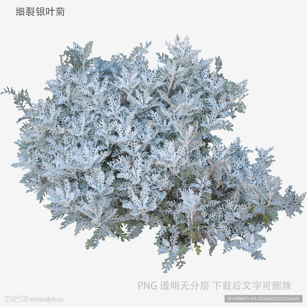 银叶植物特写