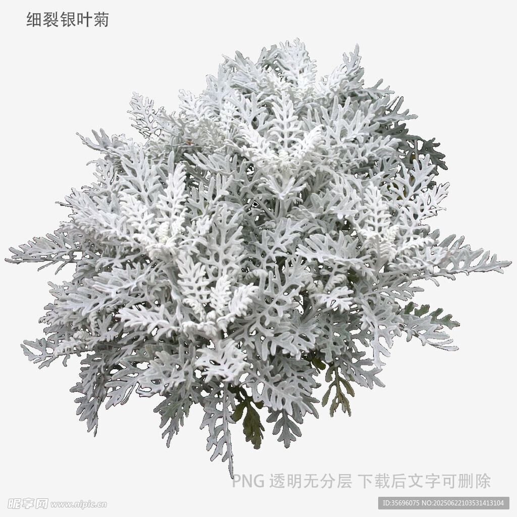 银白枝叶植物特写
