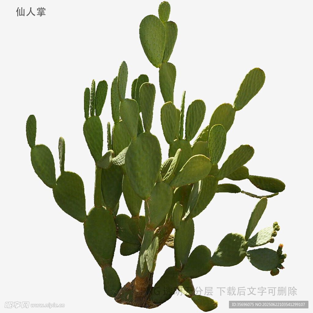 翠绿仙人掌植物特写