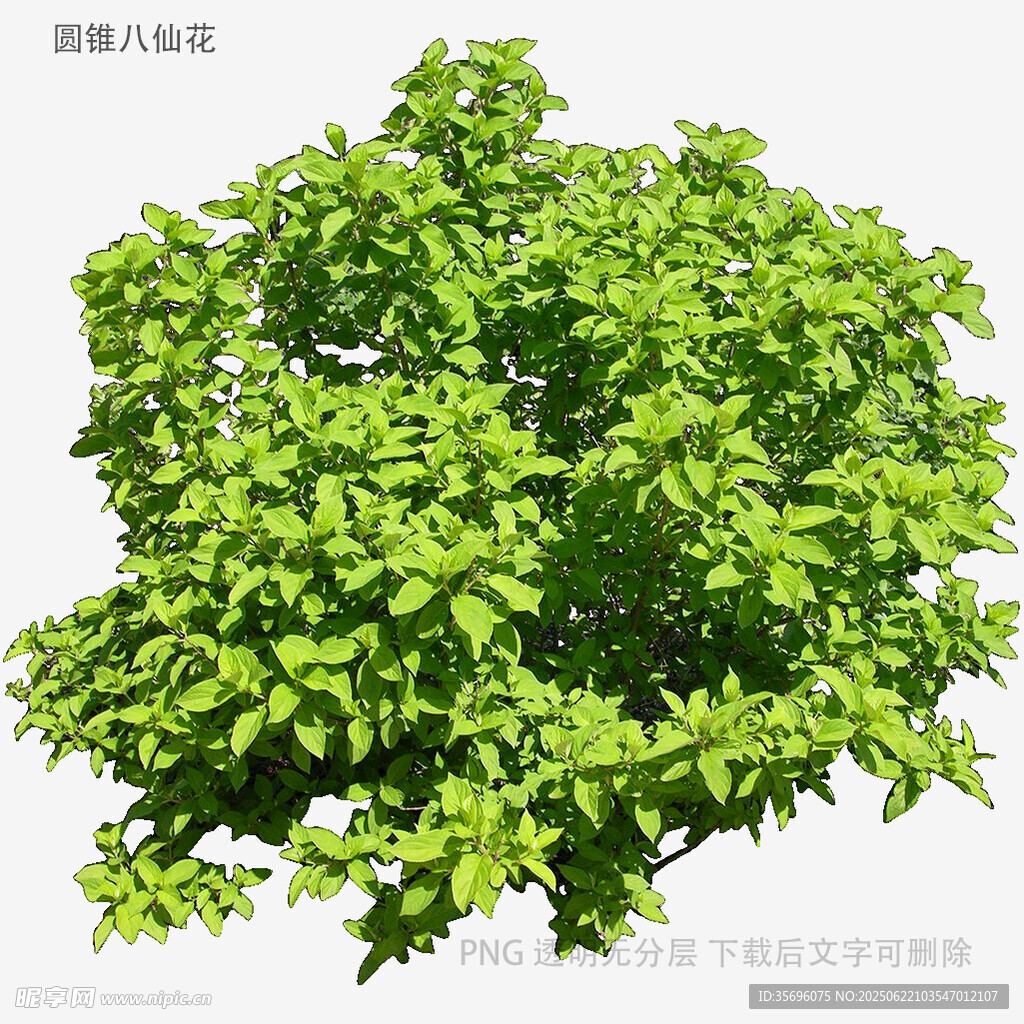 茂盛绿叶树
