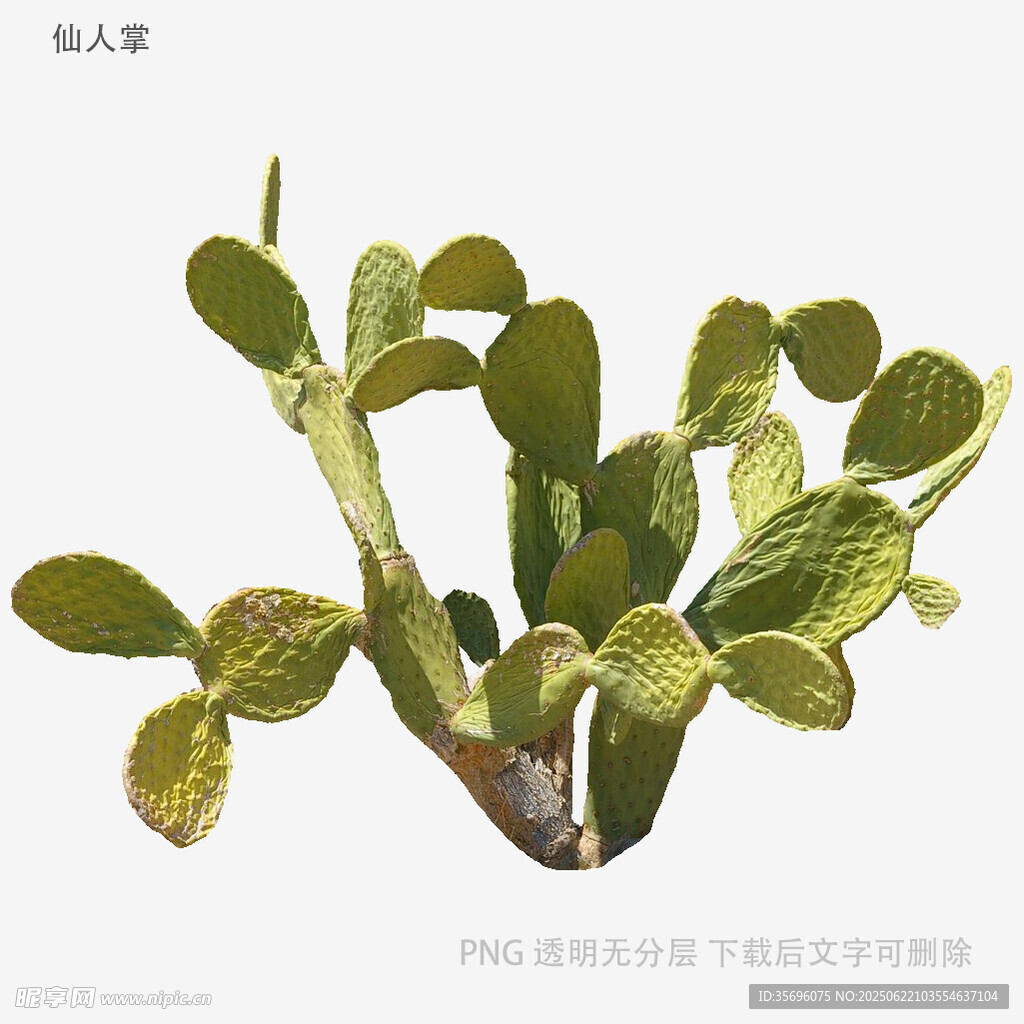 翠绿仙人掌特写