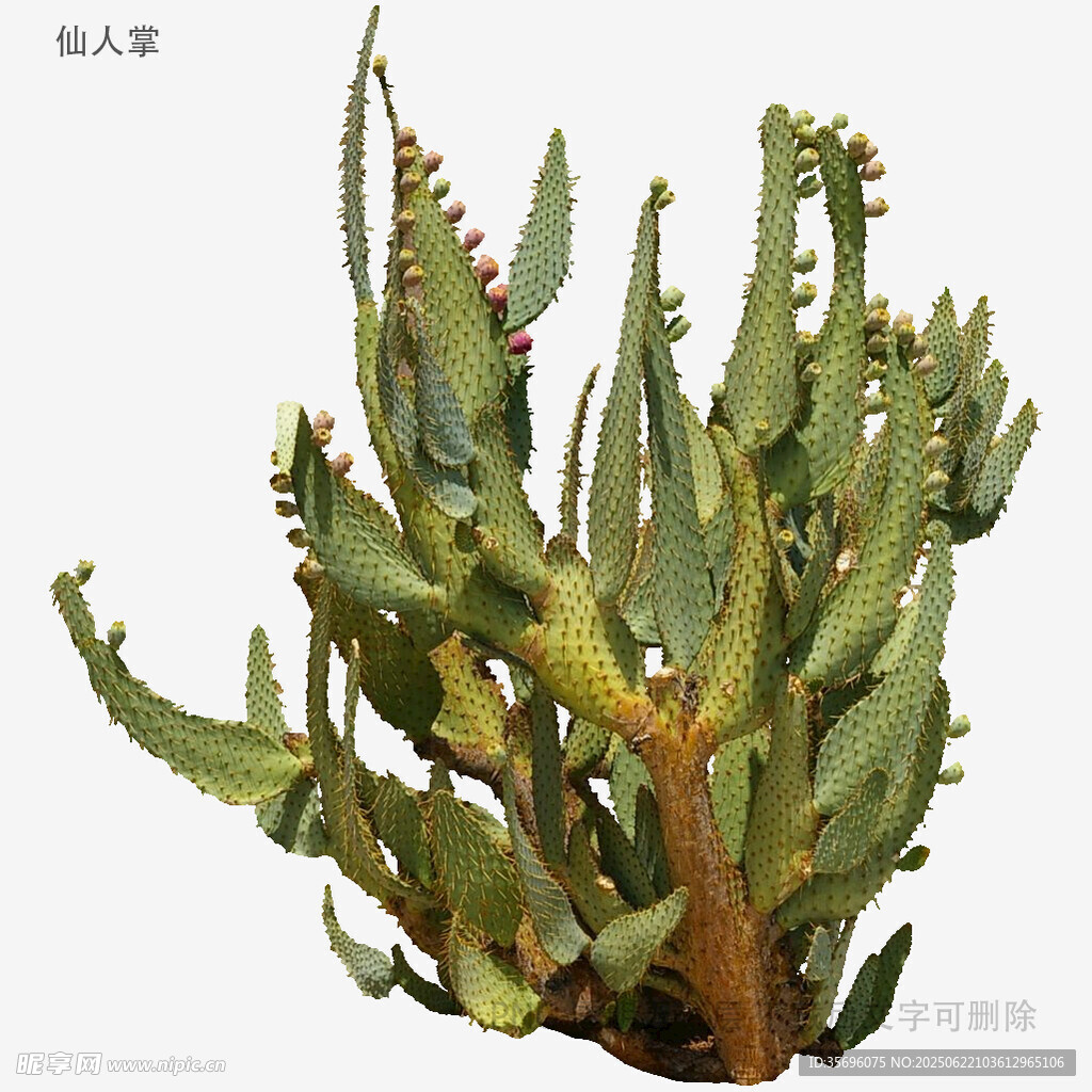 翠绿仙人掌植物特写