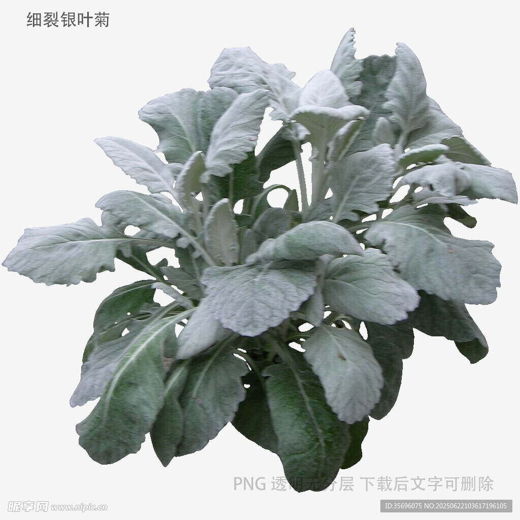 灰绿色叶片植物特写
