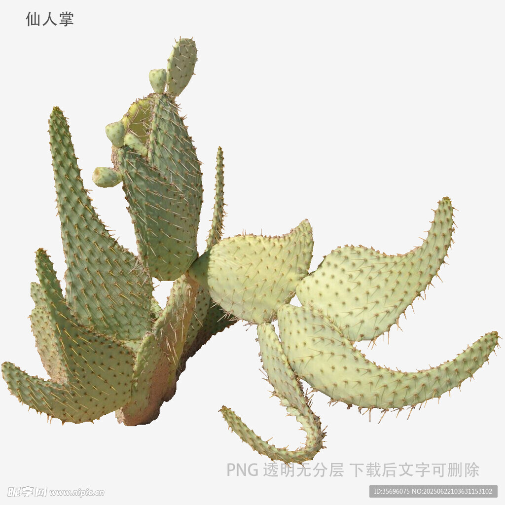 可爱多肉仙人掌植物特写