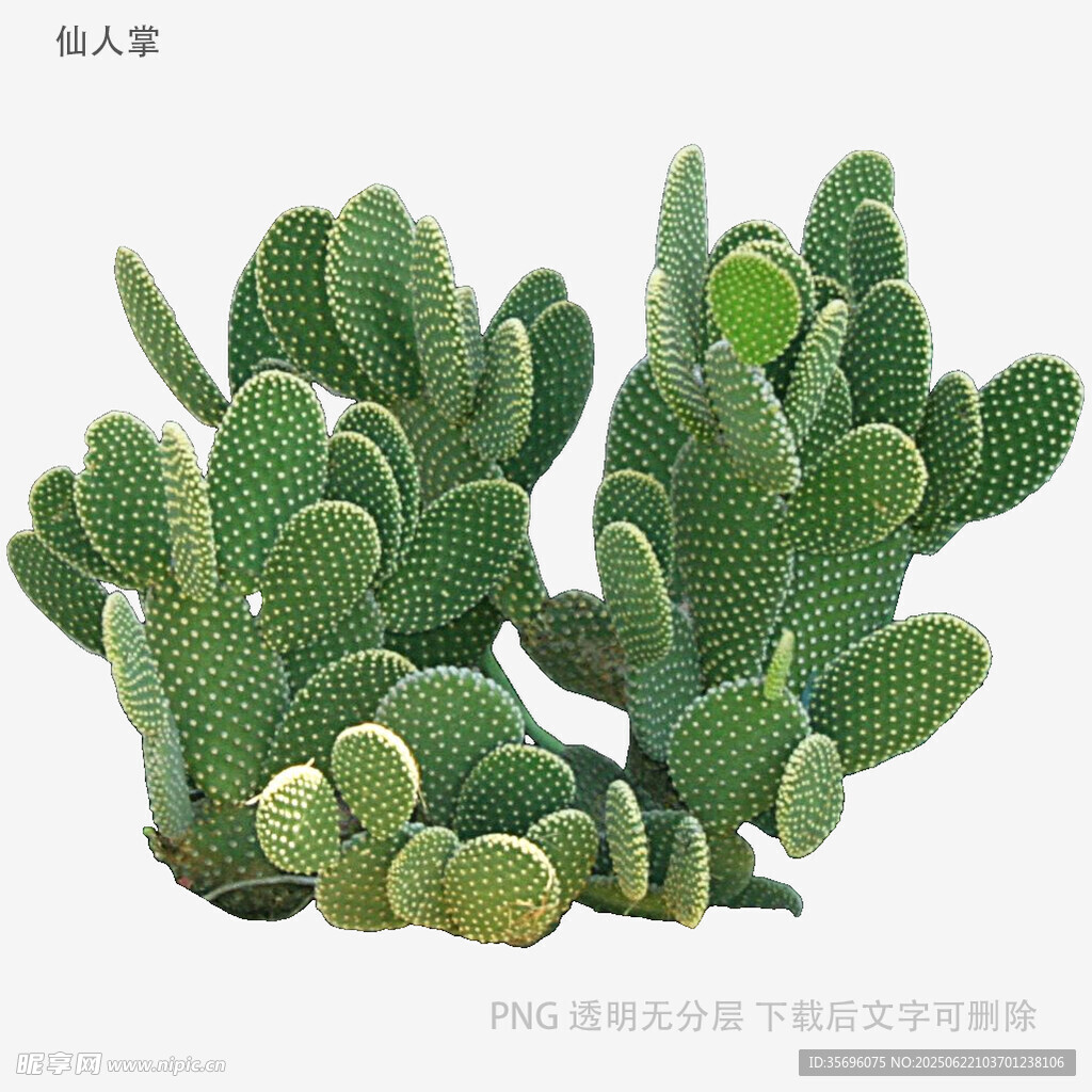 翠绿仙人掌盆栽植物展示