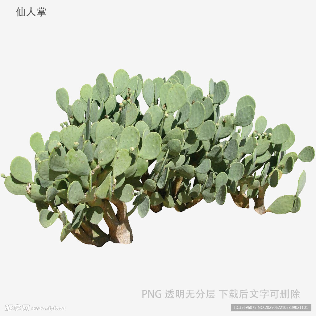 翠绿仙人掌植物3D模型