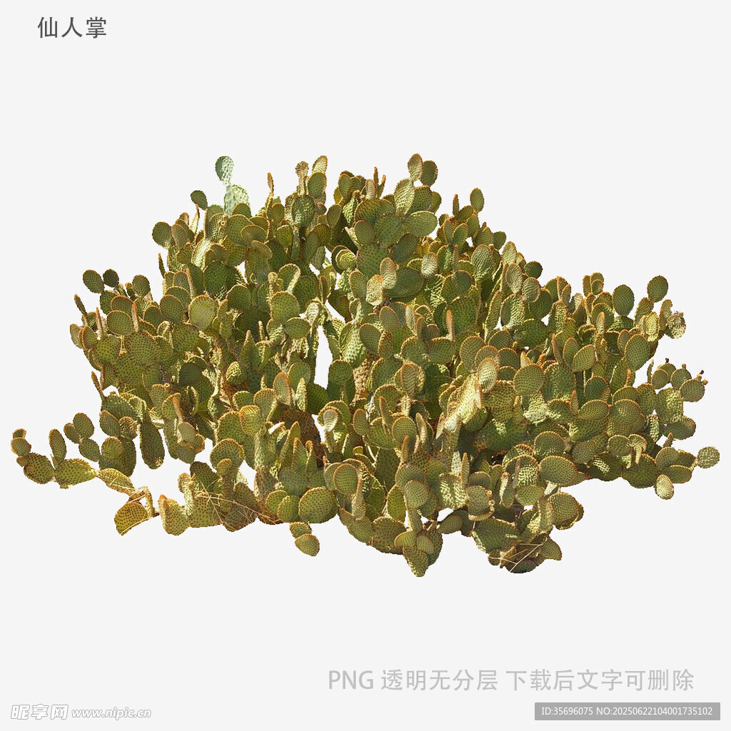 翠绿多肉植物特写