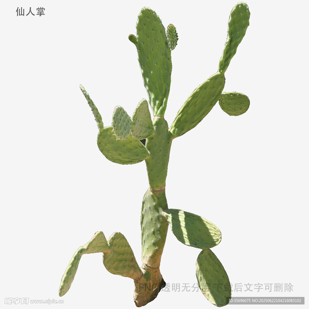 翠绿仙人掌植株特写