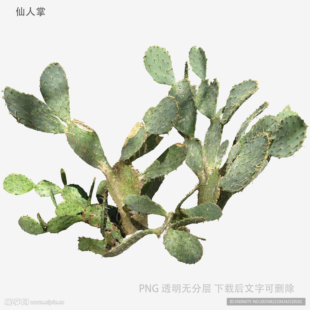 翠绿仙人掌植物特写