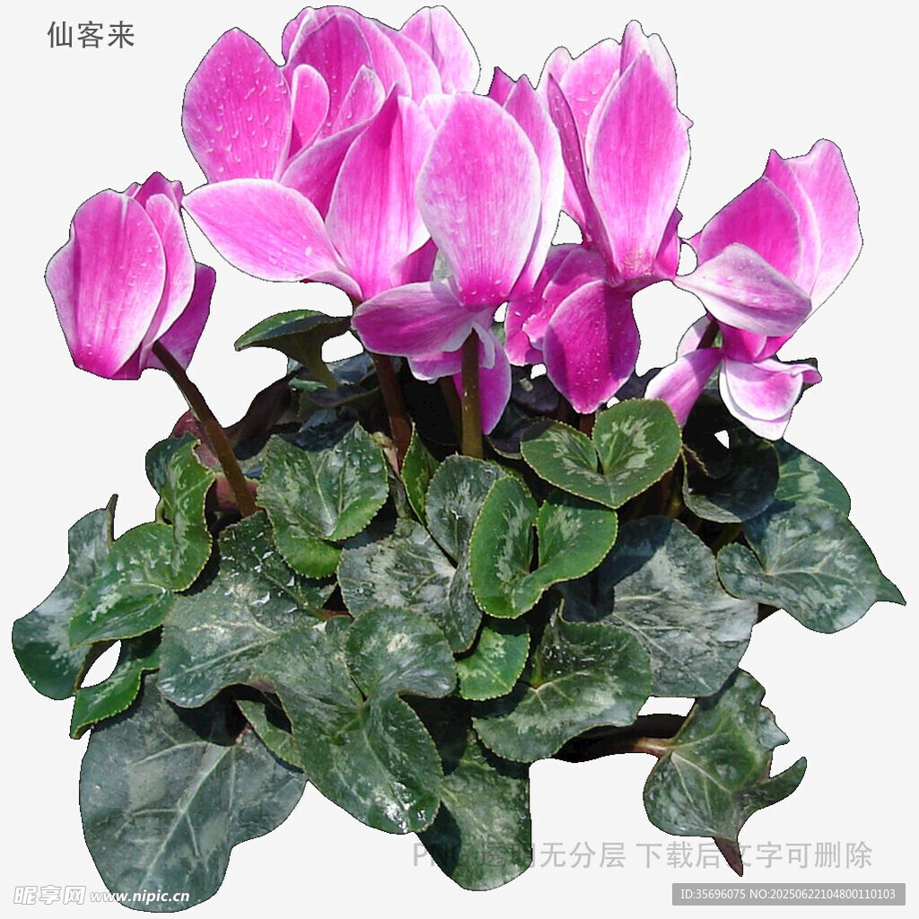 娇艳仙客来盆栽花卉