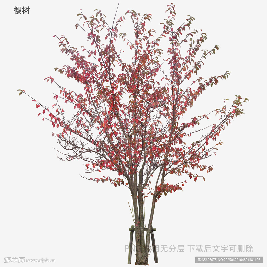 红果装饰树模型