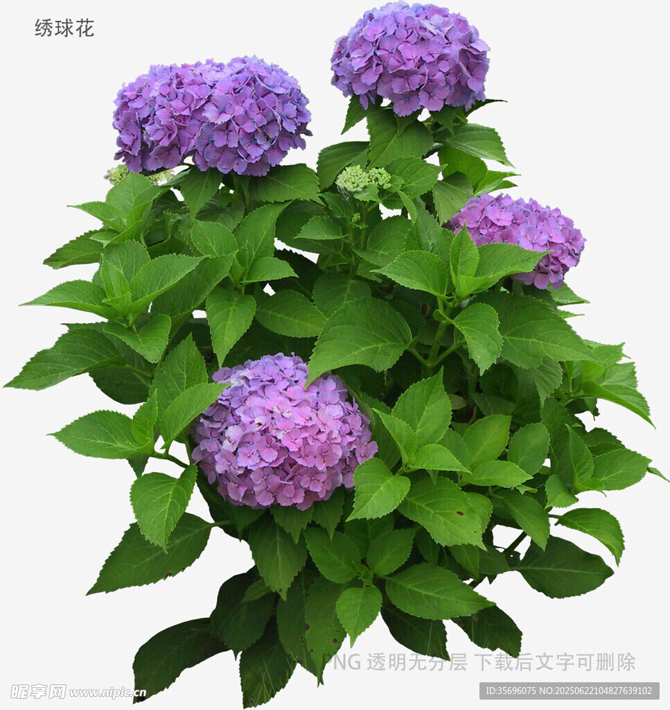 紫色绣球花绿植特写