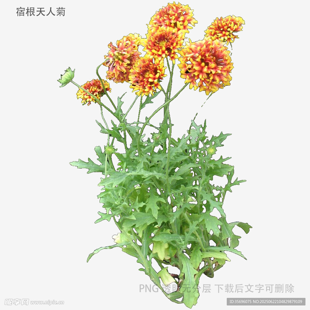 橙色菊花植株特写