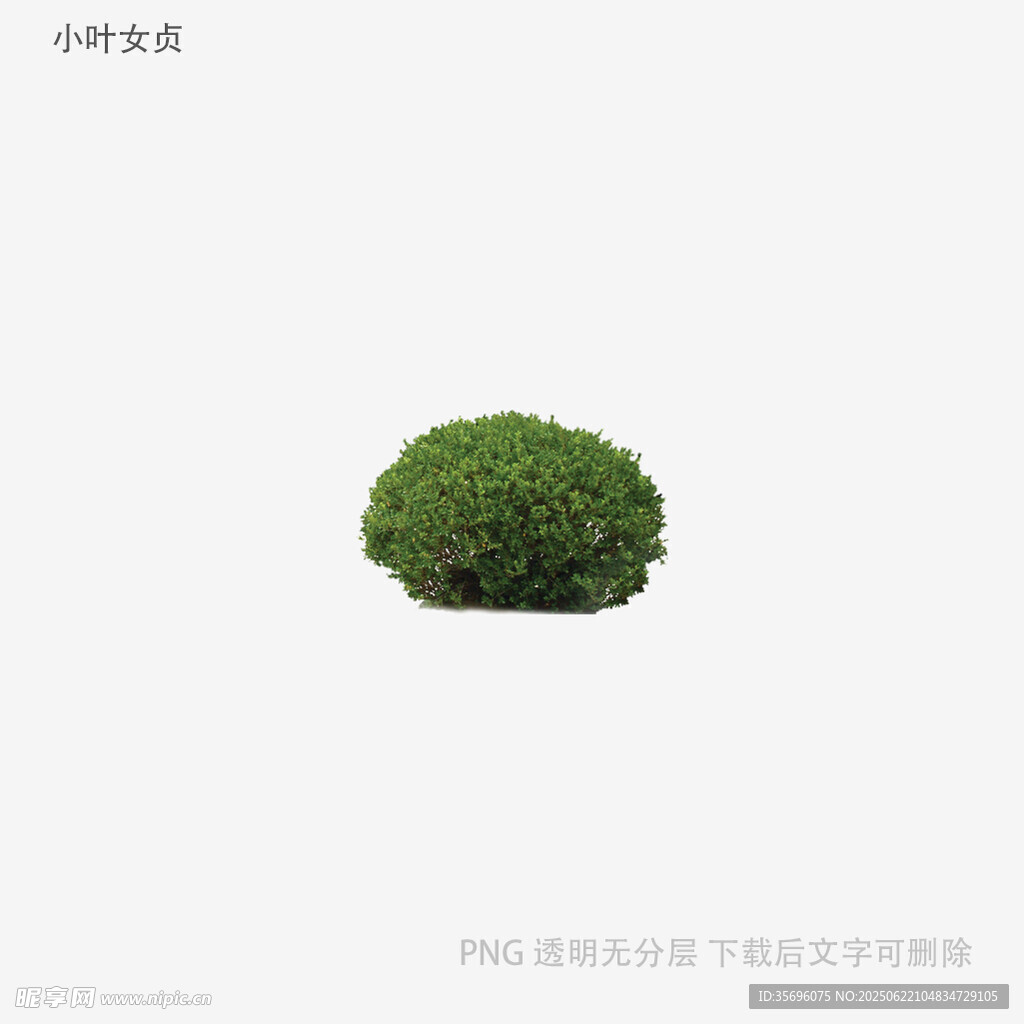 绿色球形植物特写