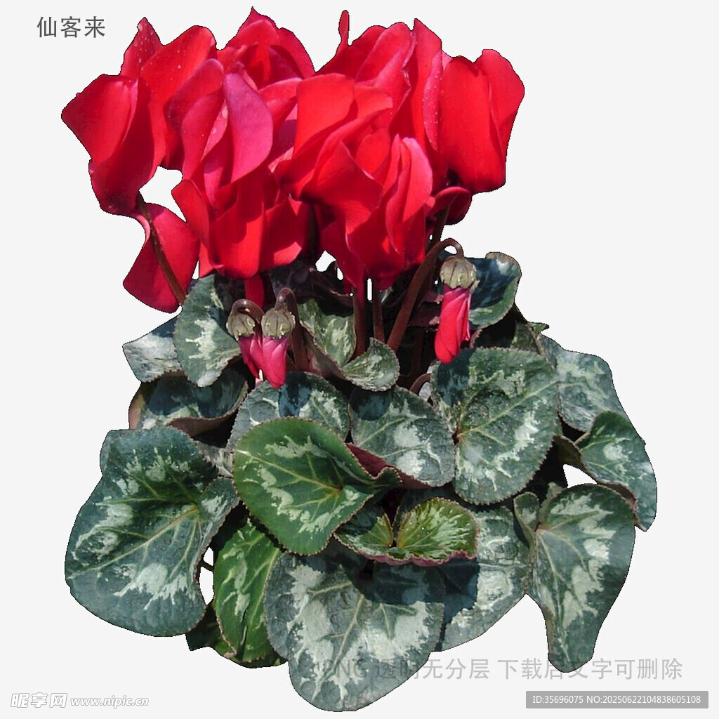 艳丽仙客来盆栽花卉