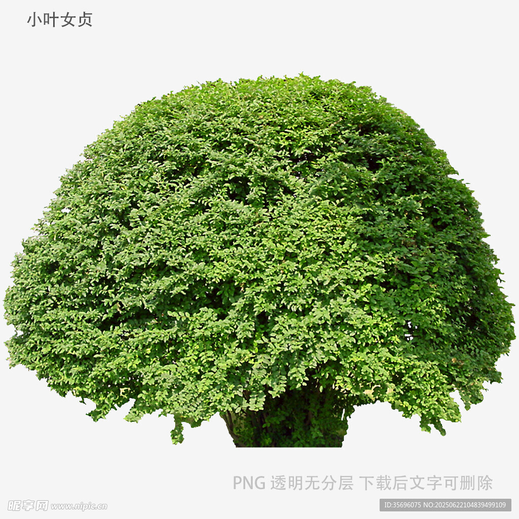 球形绿植盆栽