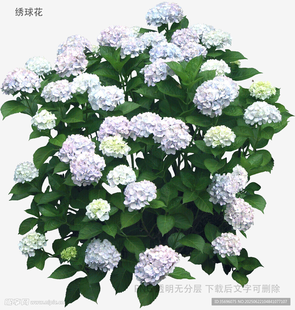 盛开的绣球花