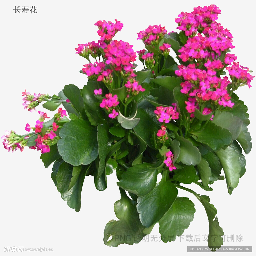 粉色长寿花盆栽
