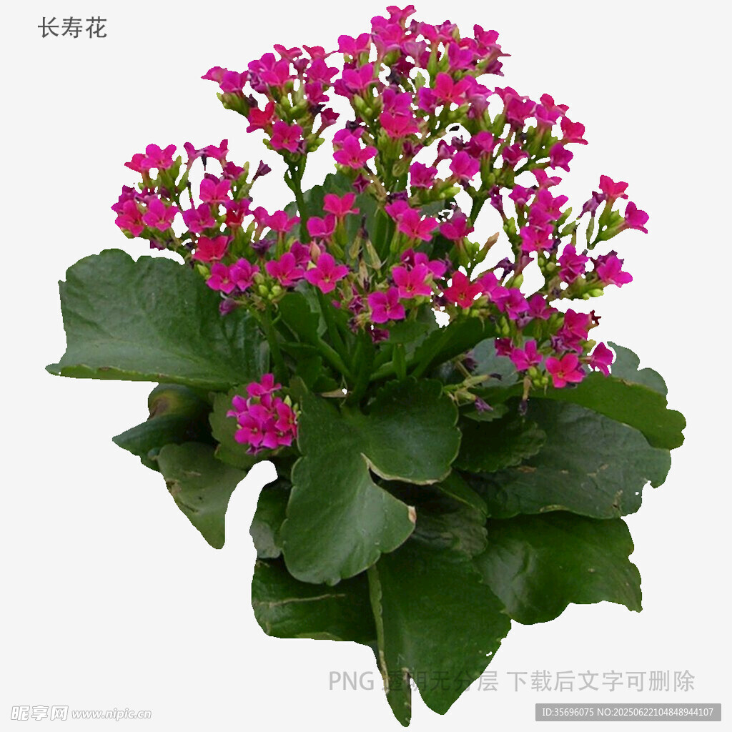 鲜艳粉色长寿花盆栽