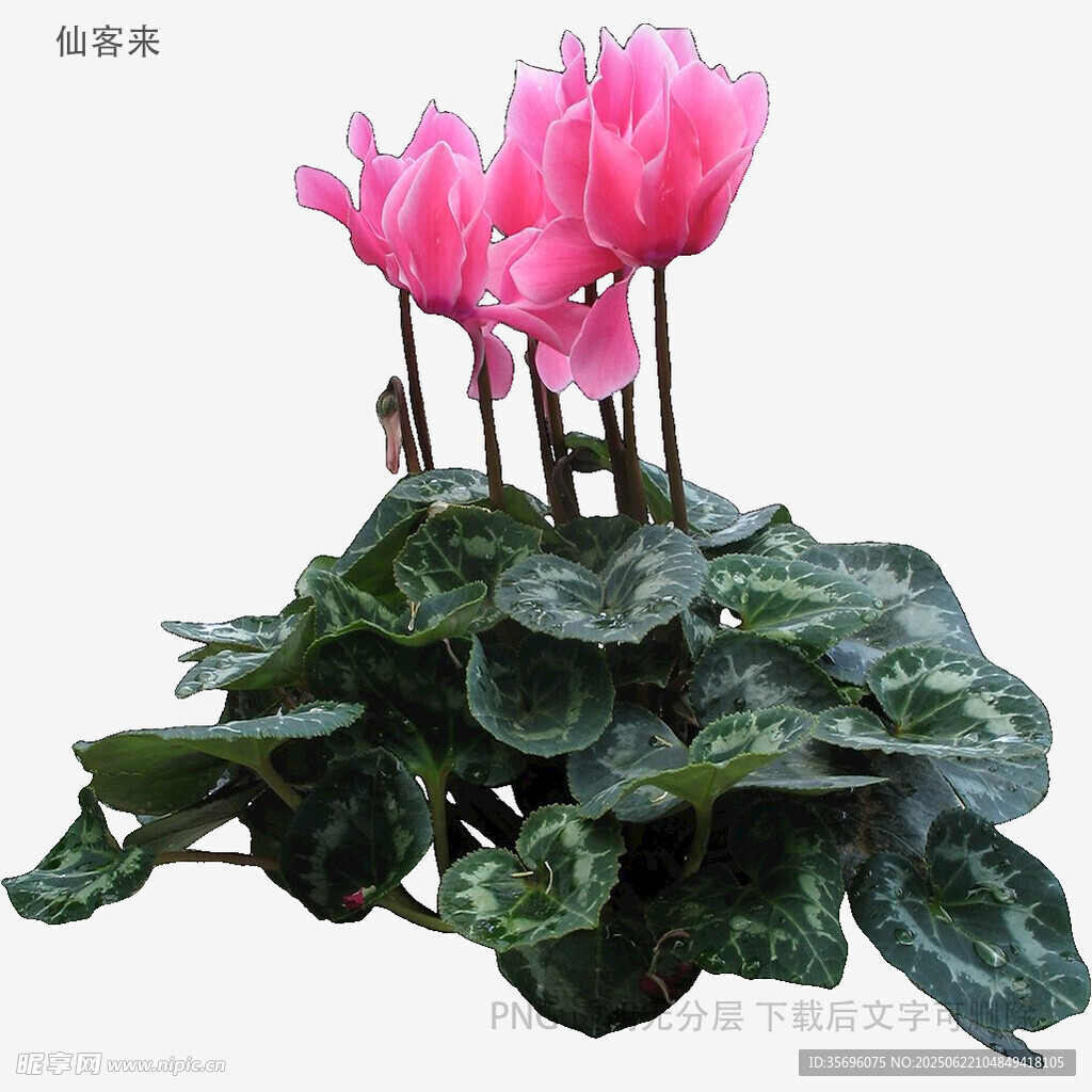 粉色仙客来盆栽