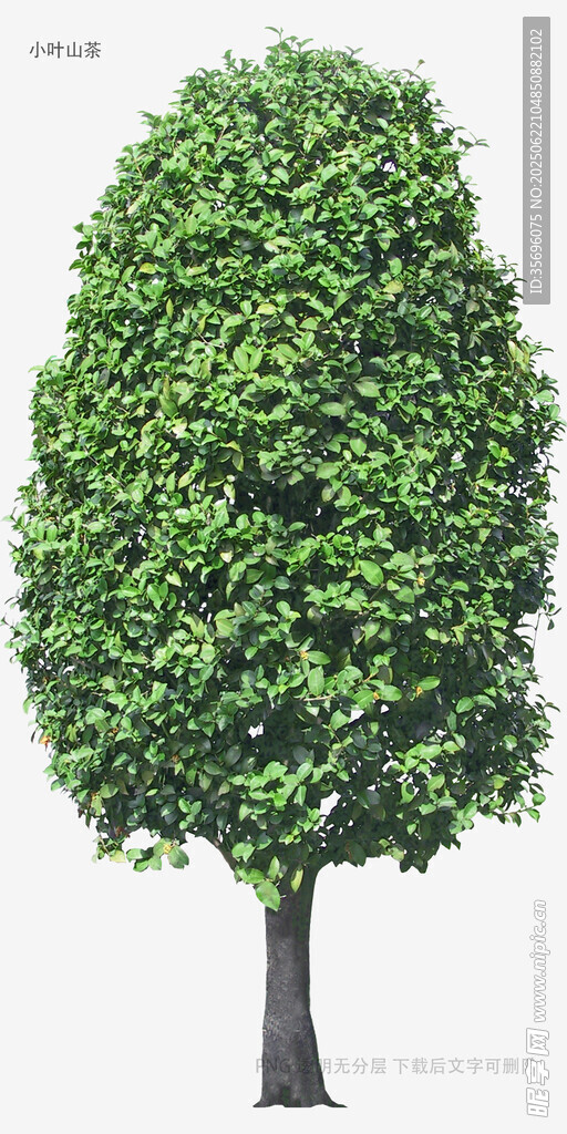 植物