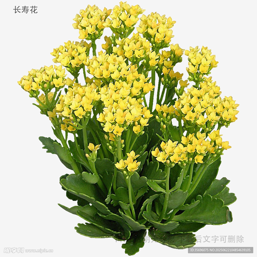 黄色长寿花绽放