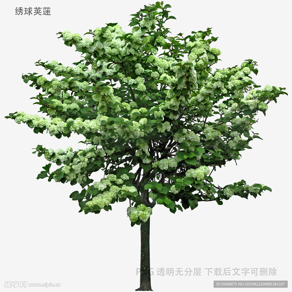 绿叶繁茂的单棵树木
