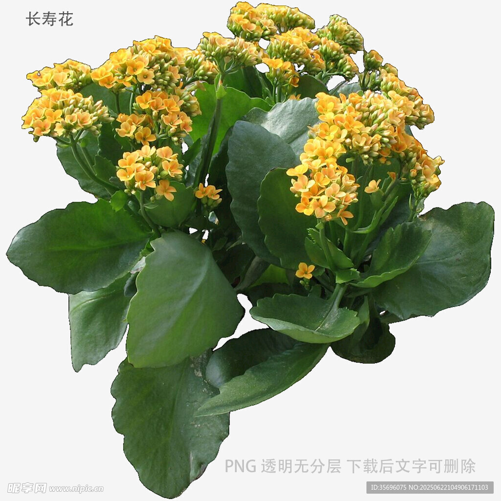 鲜艳长寿花绽放