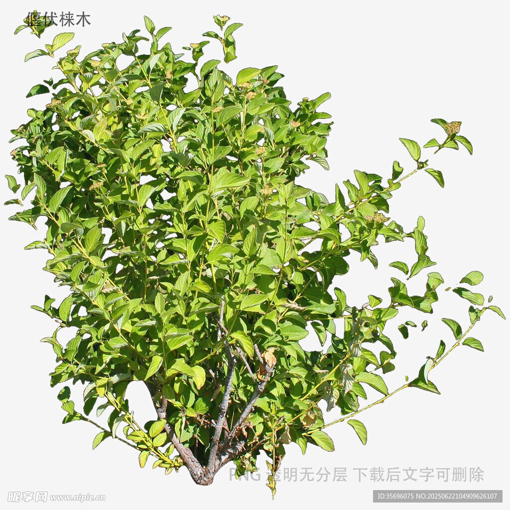 翠绿繁茂的小型灌木植物