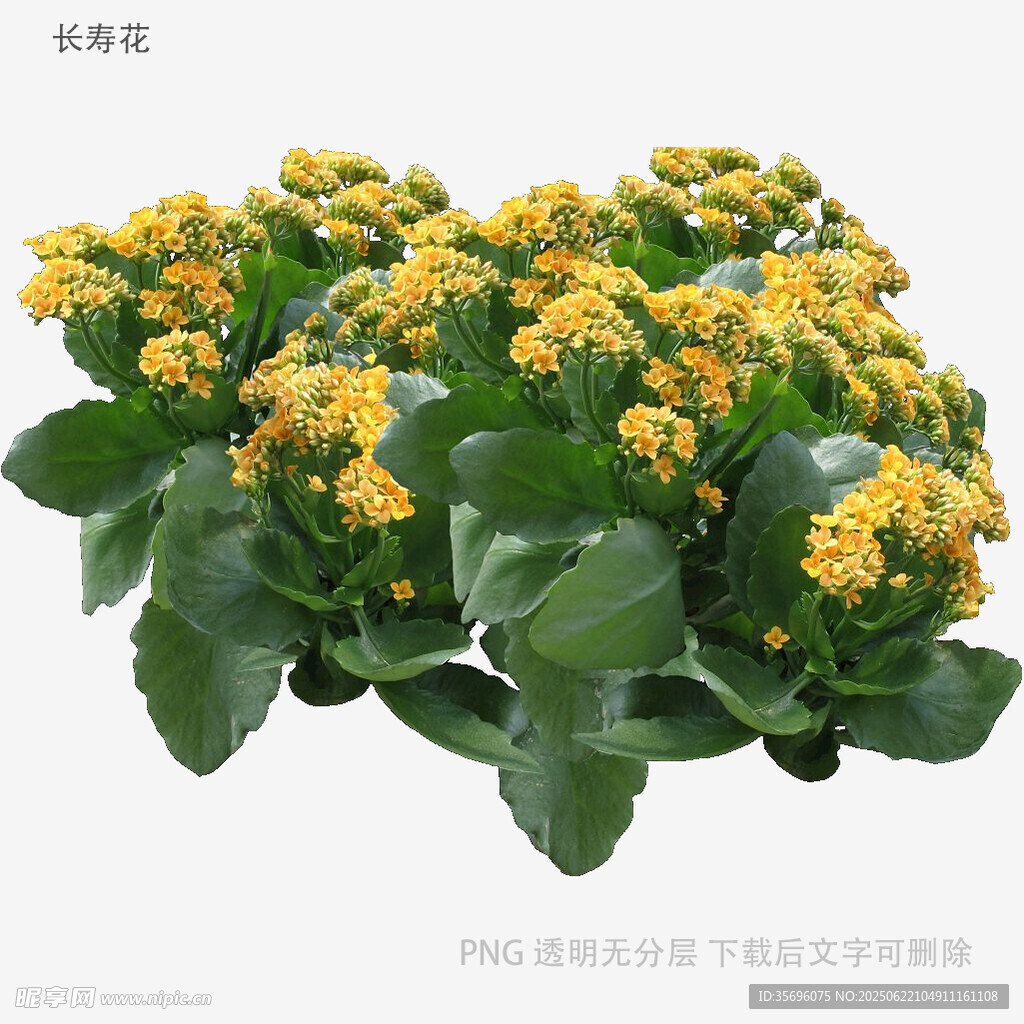 黄色长寿花盆栽