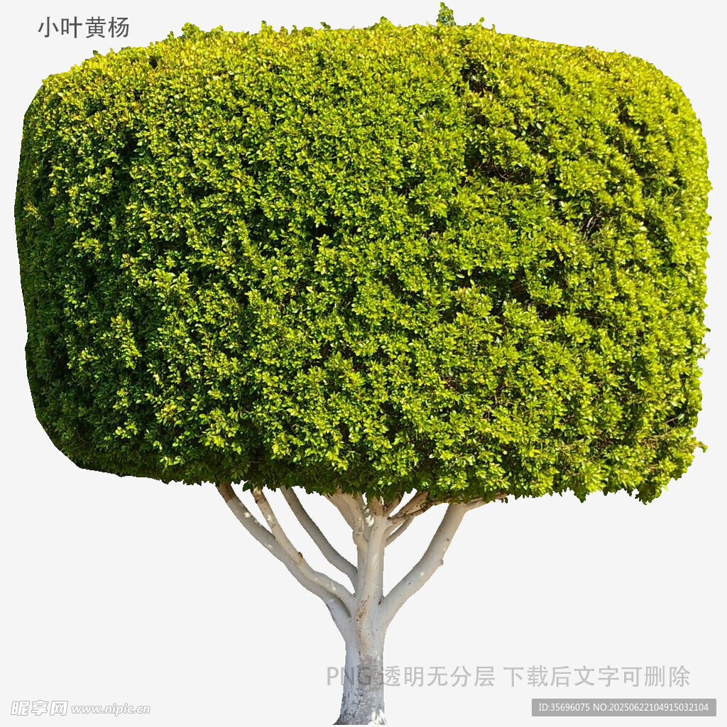 方形修剪绿植