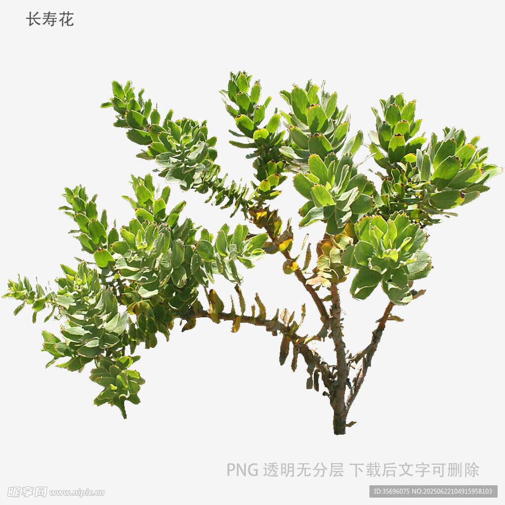 翠绿繁茂的单株植物