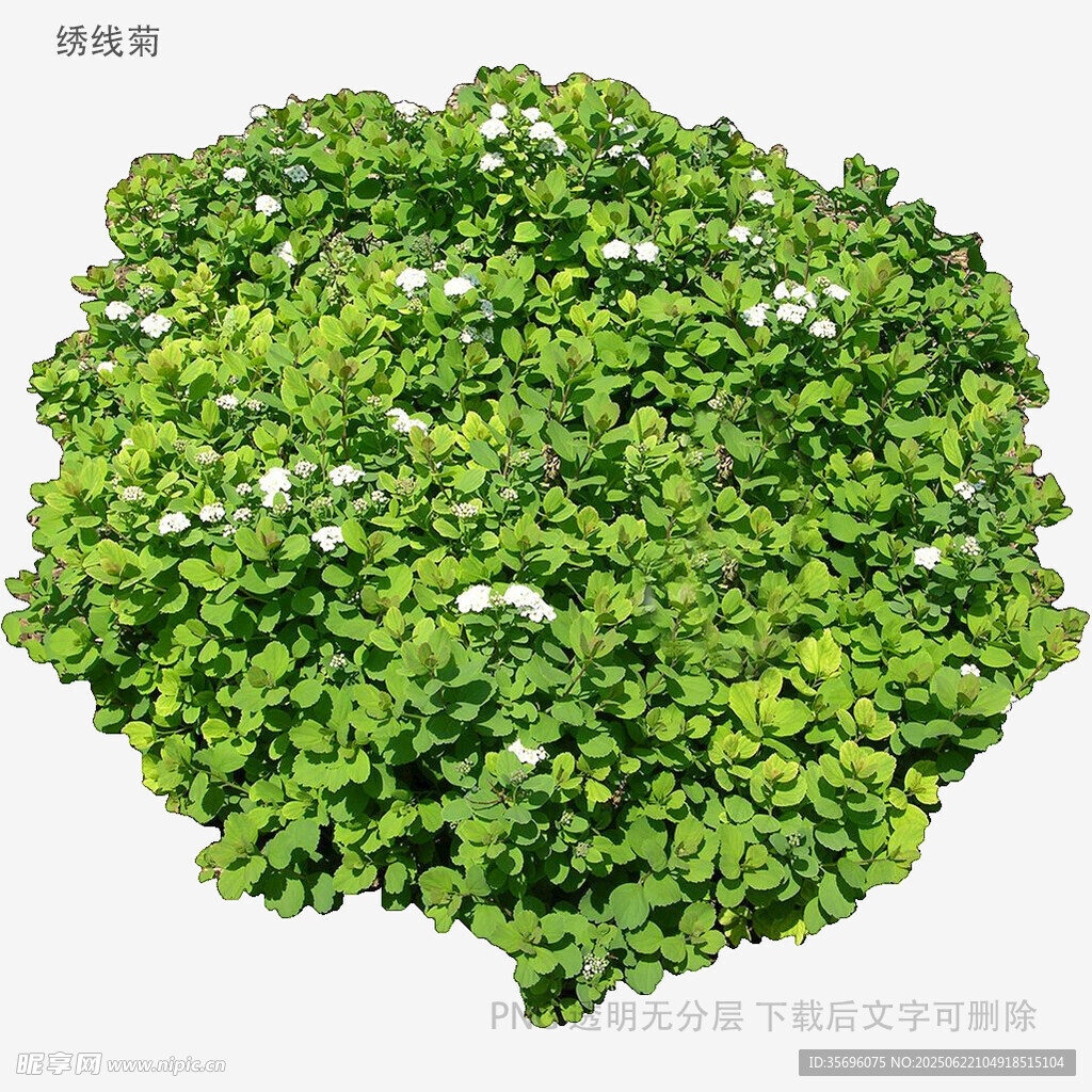 绿叶白花植物特写