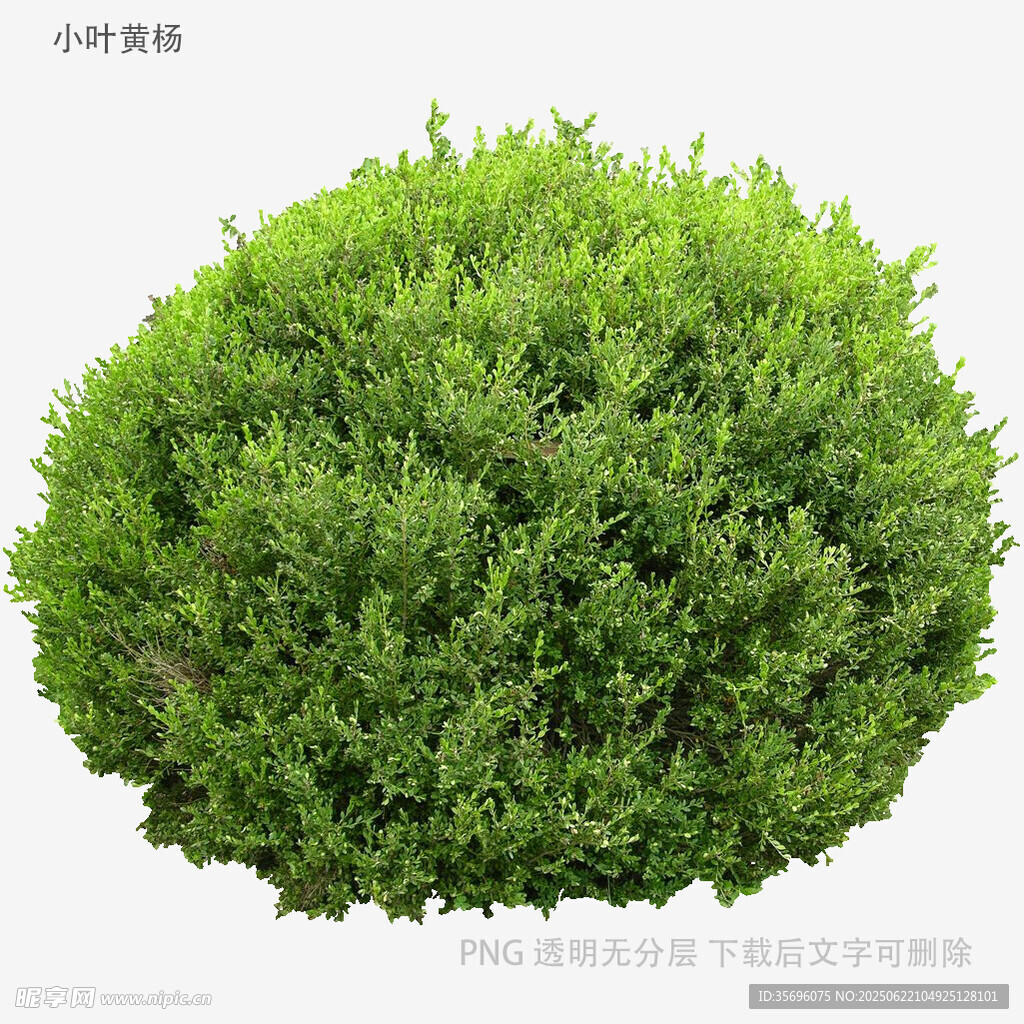 球形绿植灌木