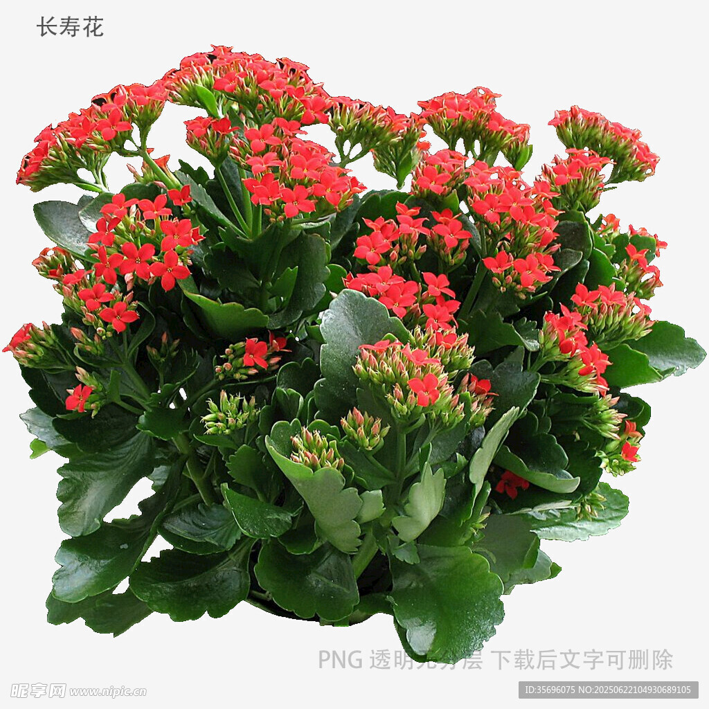 鲜艳长寿花盆栽