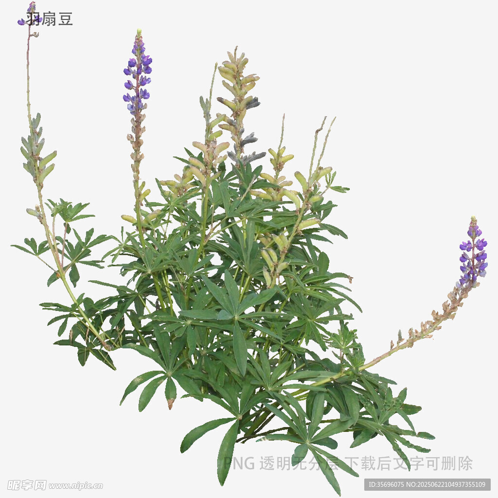 紫色穗状植物特写