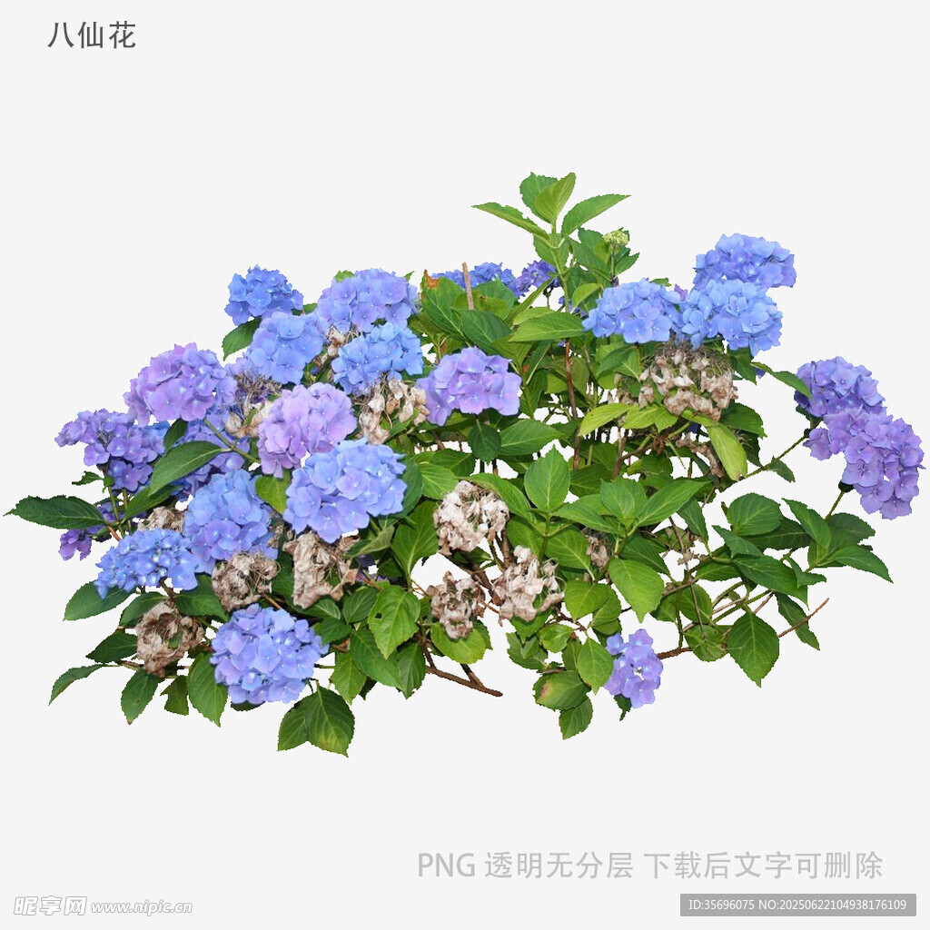 蓝紫色绣球花盆栽