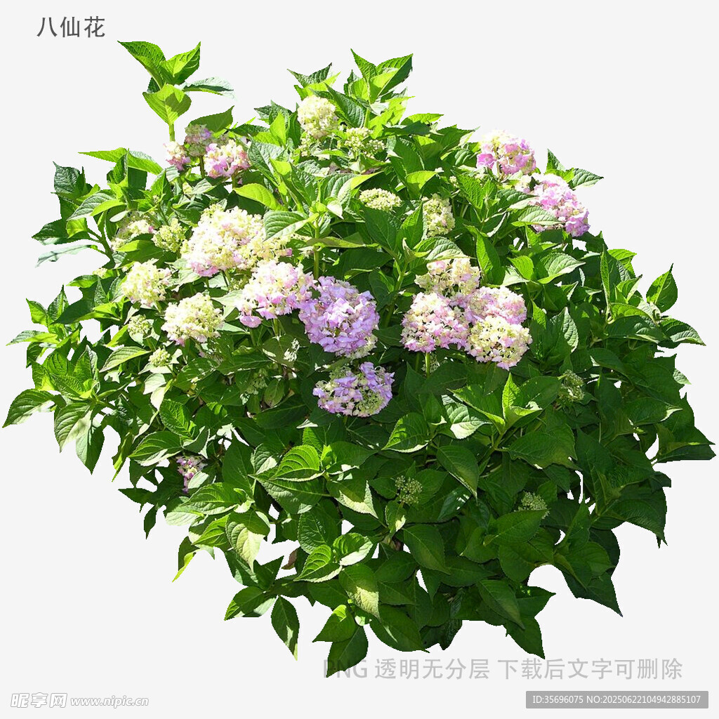 绣球花绿植特写