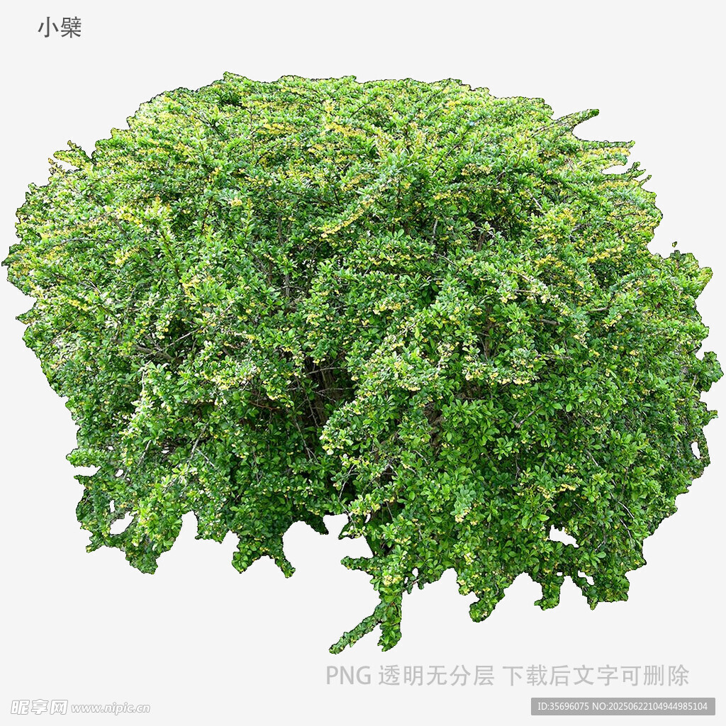 翠绿海藻状植物