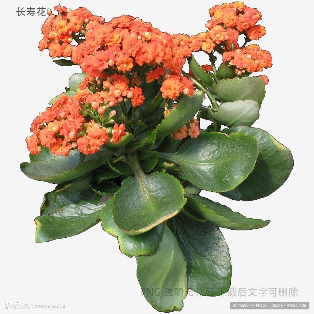 橙色长寿花盆栽