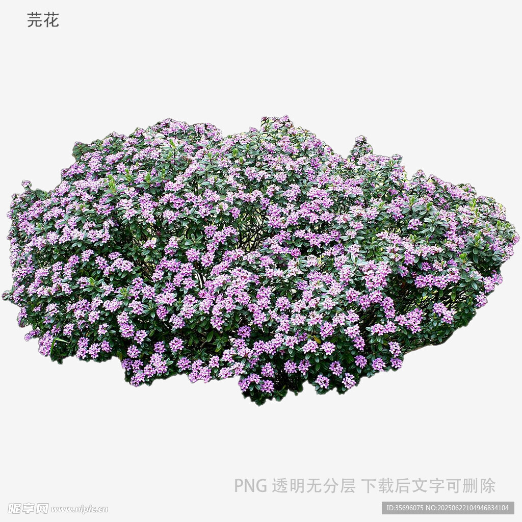 紫色花卉植物景观