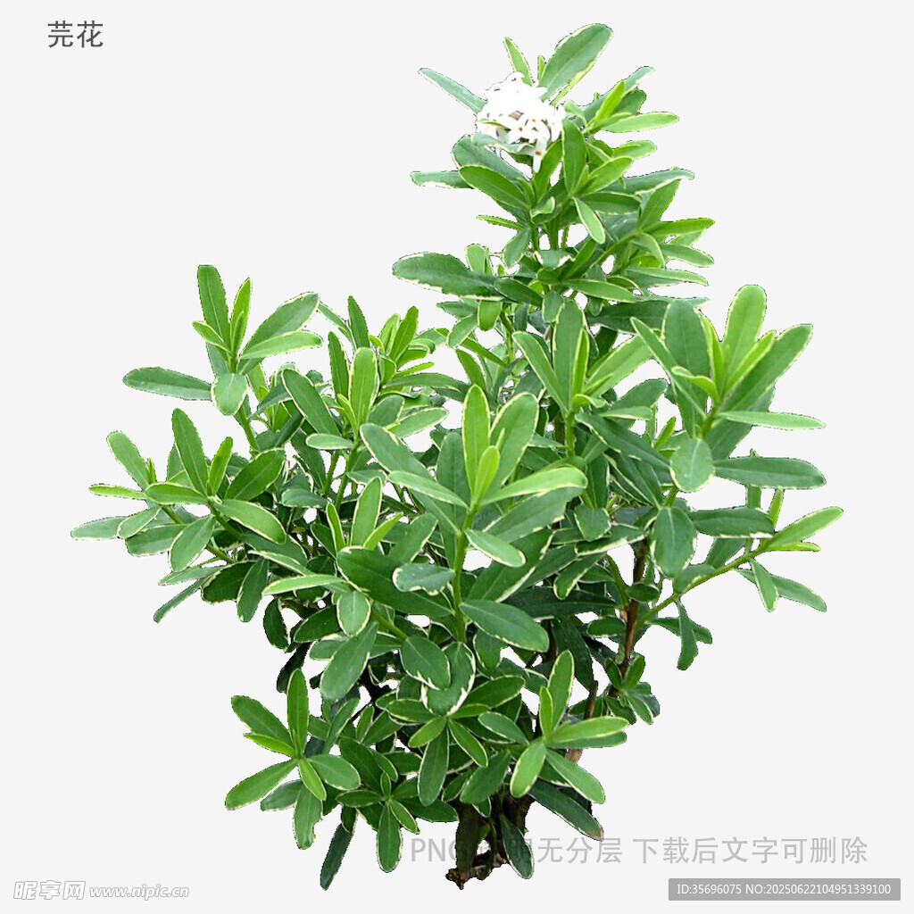 翠绿繁茂的观赏绿植