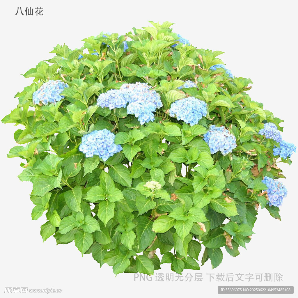 蓝绣球绿植盆栽