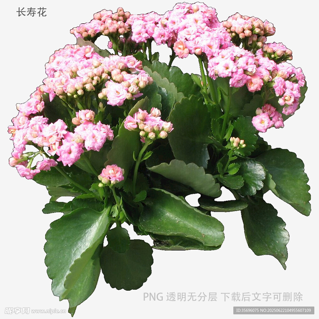 粉色长寿花盆栽