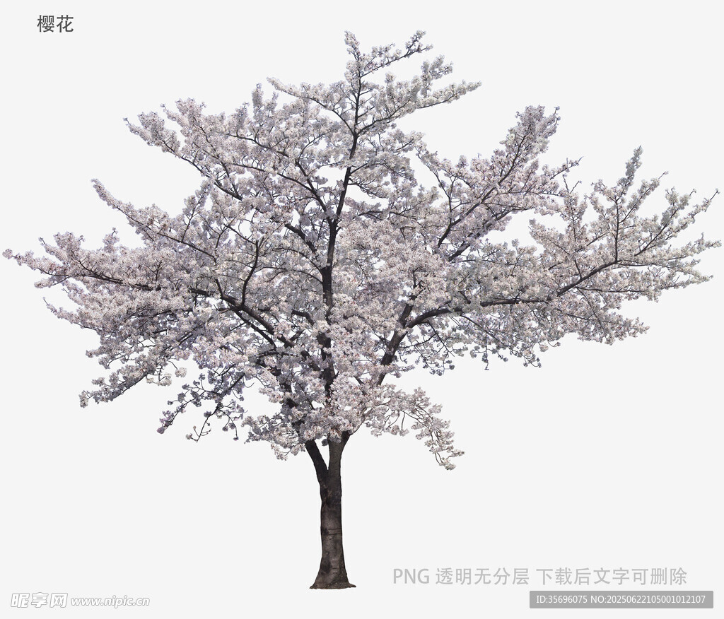盛开的繁花树