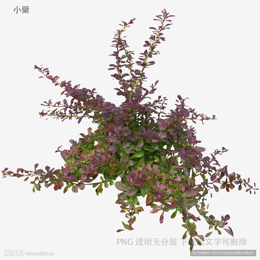 紫色枝叶植物3D模型